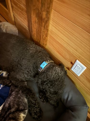 Customer photo review of FurLife™ 12 Months Flea and Tick Free