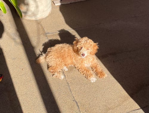 Customer photo review of Porch Potty STANDARD