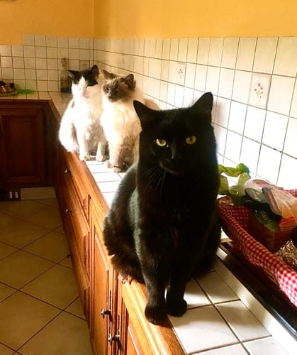 Avis photo d'un client sur Croquettes Chat Stérilisé Sans Céréales - Saumon