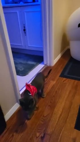 Customer photo review of FIDA Cat Harness and Leash Set for Walking Kitten and Puppy