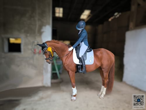 Customer photo review of Strotonin Horse Support