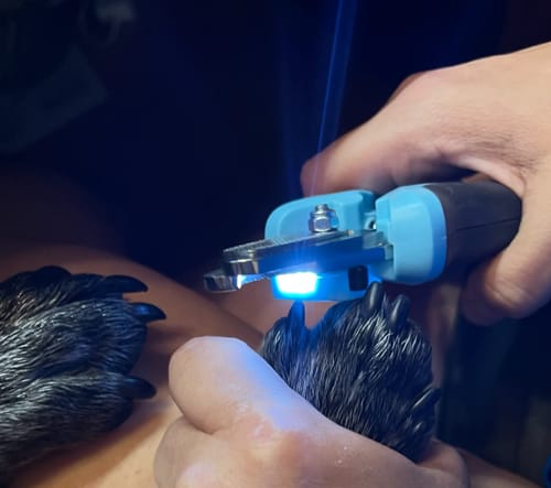 Customer photo review of FIDA Dog Nail Clippers with LED Light