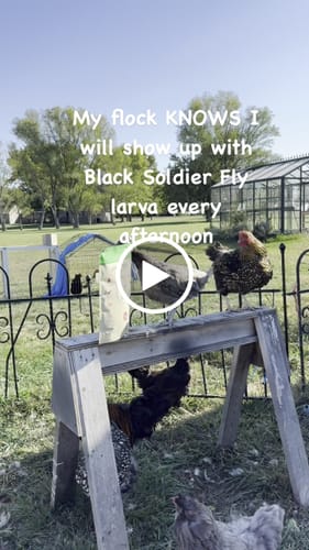 Customer video review of GrubTerra Dried Larvae Sample