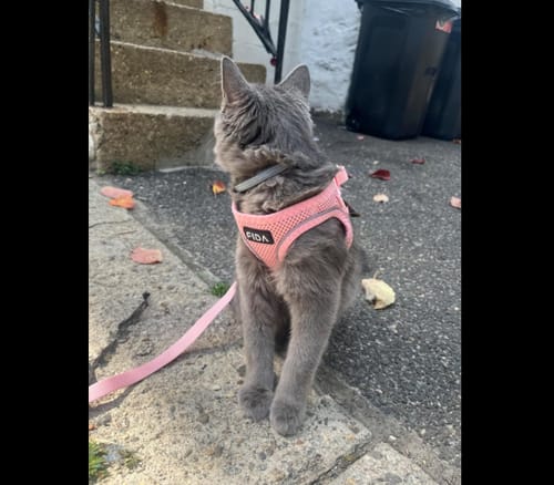 Customer photo review of FIDA Cat Harness and Leash Set for Walking Kitten and Puppy