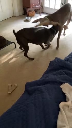 Customer photo review of FIDA Dog Rope Toys