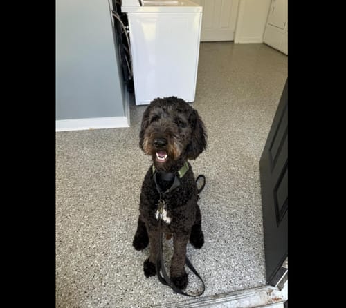 Customer photo review of FIDA Heavy Duty Dog Leash