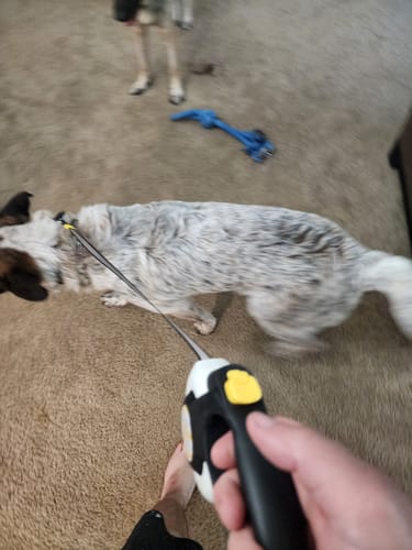 Customer photo review of FIDA AutoBrake Leash