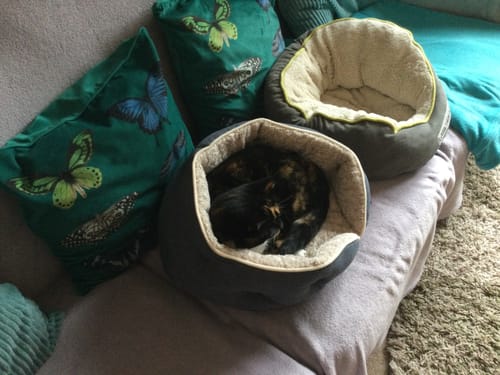 Customer photo review of Great & Small Soft Cat Bed Pet Bed