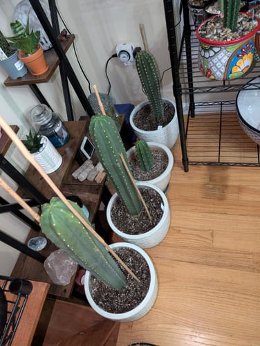 Customer photo review of Cactus Collector Variety Packs | Trichocereus Cactus Variety Packs