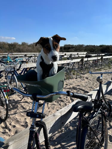 Customer photo review of Kvisp Dog Bike Carrier