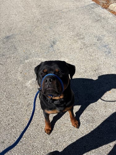 Customer photo review of The Sidekick® Transitional Leash®