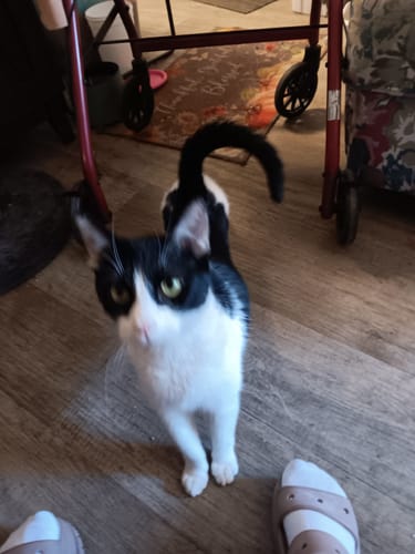 Customer photo review of Mange Remedy for Cats - Natural Support for Itchiness, Scabs, & Hair Loss Caused by Mites