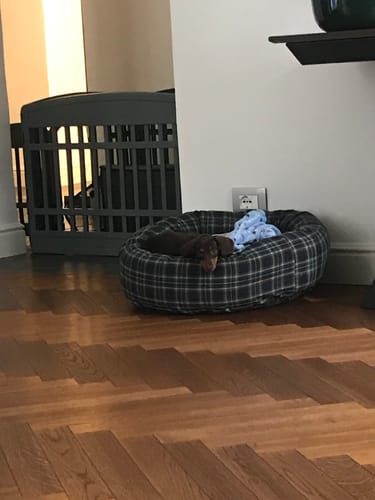 Customer photo review of Cuccia Tonda Cotone Scozzese Blu