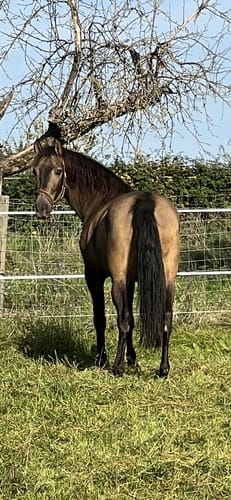 Customer photo review of Strotonin Horse Support