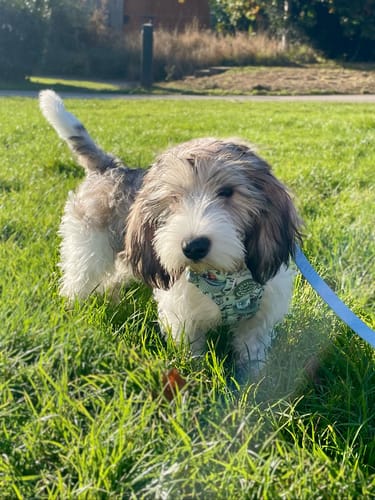 Andie review of Disney© Tough Trails™ Harness - 100 Aker Wood image 1 out of 1