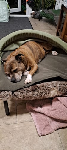 Customer photo review of Avocado & New Olive Snuggle Tunnel