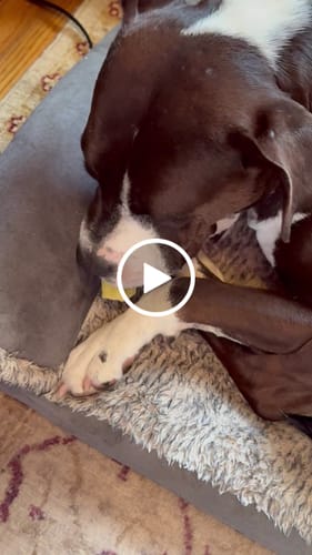 Customer video review of BANANA YAK CHEWS