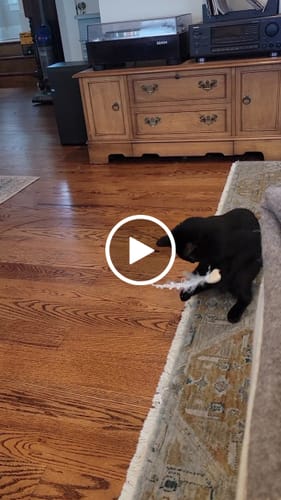 Customer video review of Interactive Bird Simulation Cat Toy Set