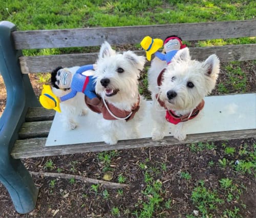 Customer photo review of Funny Pet Cowboy Costume - Halloween Party Outfit 🤠🎃