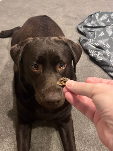 Customer photo review of Kangaroo Trainers (High value treats) - Large Dogs