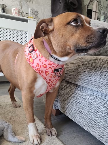 Skye review of Adjustable Harness – Wild At Heart - Sale image 1 out of 1