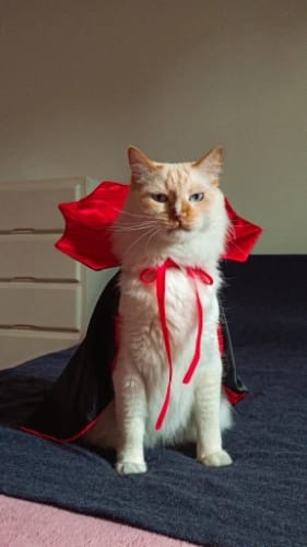 Customer photo review of Cute Halloween Pet Costumes Cosplay Vampire Cloak For Small Dog Cat Kitten Puppy Dress Kawaii Pet Clothes Cat Accessoties Gift