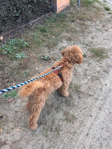 Customer photo review of Premium Hundegeschirr gepolstert