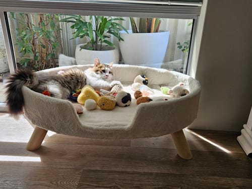 Customer photo review of Michu Happy Tempura/Little Cupcake Silver Vine Stick Interactive Cat Toy