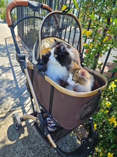 Customer photo review of Michu Aussie Freeze-Dried Raw Pet Food Trial Pack 150g*3