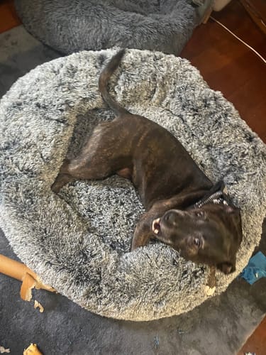Customer photo review of PaWz Removable Cover Calming Pet Bed