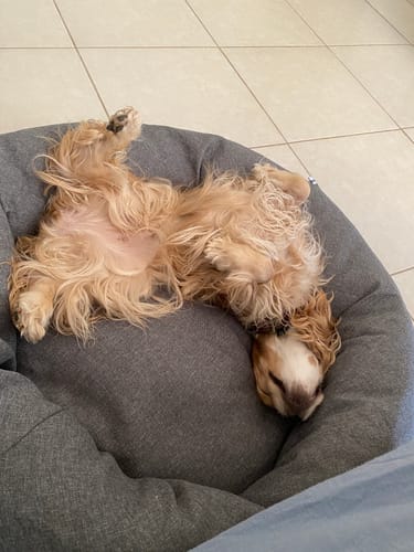 Customer photo review of Cama Antiestrés Para Perros