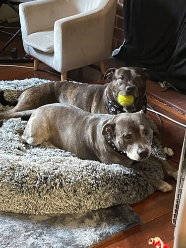 Customer photo review of PaWz Removable Cover Calming Pet Bed