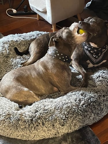 Customer photo review of PaWz Removable Cover Calming Pet Bed