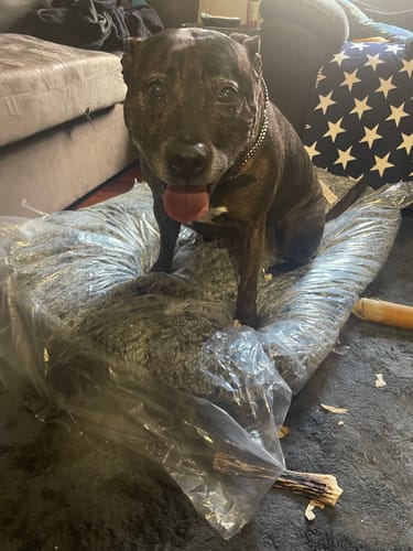 Customer photo review of PaWz Removable Cover Calming Pet Bed
