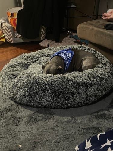 Customer photo review of PaWz Removable Cover Calming Pet Bed