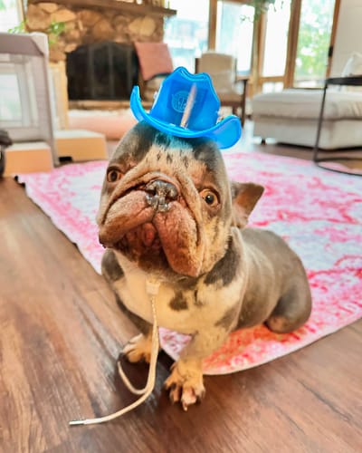 Customer photo review of Mini Neon Cowboys® Hat for Dogs