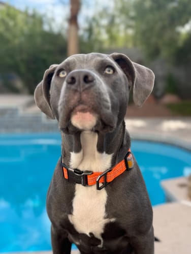 Customer photo review of FIDA 16ft Heavy Duty Retractable Dog Leash