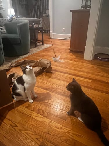 Customer photo review of Interactive Bird Simulation Cat Toy Set | Leo's Paw