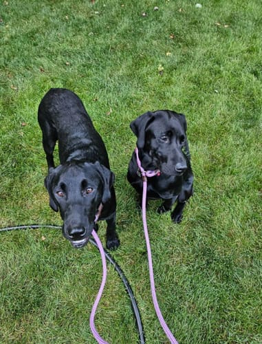 Customer photo review of FIDA Durable Slip Lead