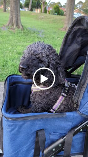 Customer video review of PaWz Large Dog Stroller Cruiser