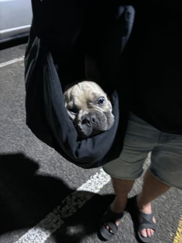 Customer photo review of Pawz Car Booster Seat Carry Bag