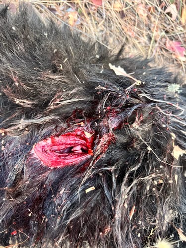 Customer photo review of Beast Broadheads (2-Pack + Practice Tip)