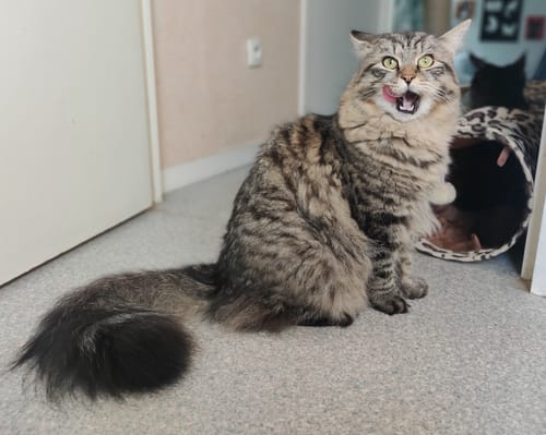 Avis photo d'un client sur Croquettes Chaton Sans Céréales - Poulet & Huile de Saumon