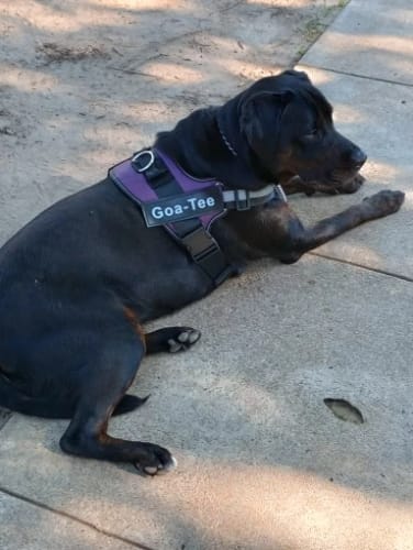 Customer photo review of NioKis – Personalized No-Pull Reflective Dog Harness 🐶🚶♂️