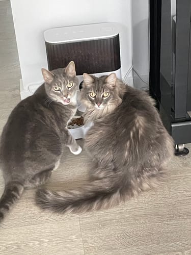 Customer photo review of PaWz 7L Smart Pet Feeder with Camera