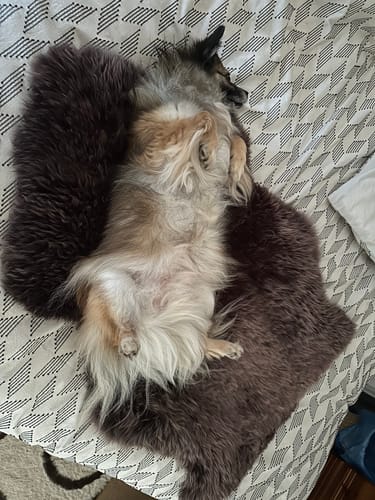 Customer photo review of Chocolate Light Tip Sheepskin