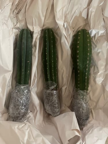 Customer photo review of Cactus Collector Variety Packs | Trichocereus Cactus Variety Packs