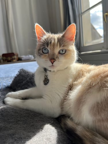 Avis photo d'un client sur Croquettes Chat Stérilisé Sans Céréales - Saumon