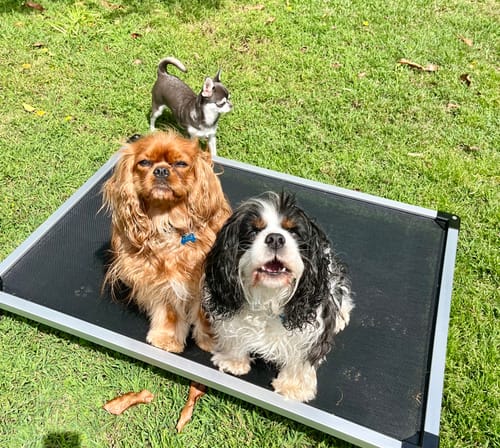 Customer photo review of PaWz Pet Trampoline Aluminium Frame Dog Bed