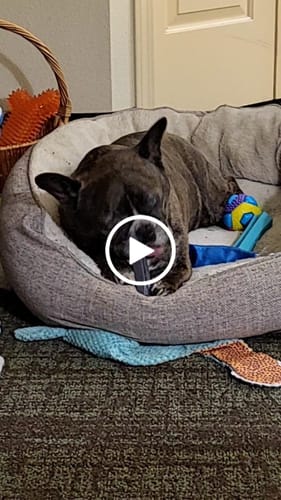 Customer video review of MIX FLAVORED (Strawberry, Banana, Pumpkin, & Blueberry): A PACK OF 4 STICKS
